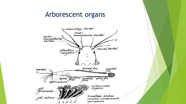 Accessory respiratory organ in fishes