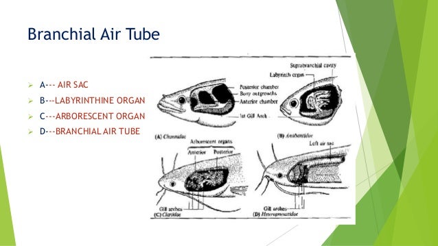 Accessory respiratory organ in fishes