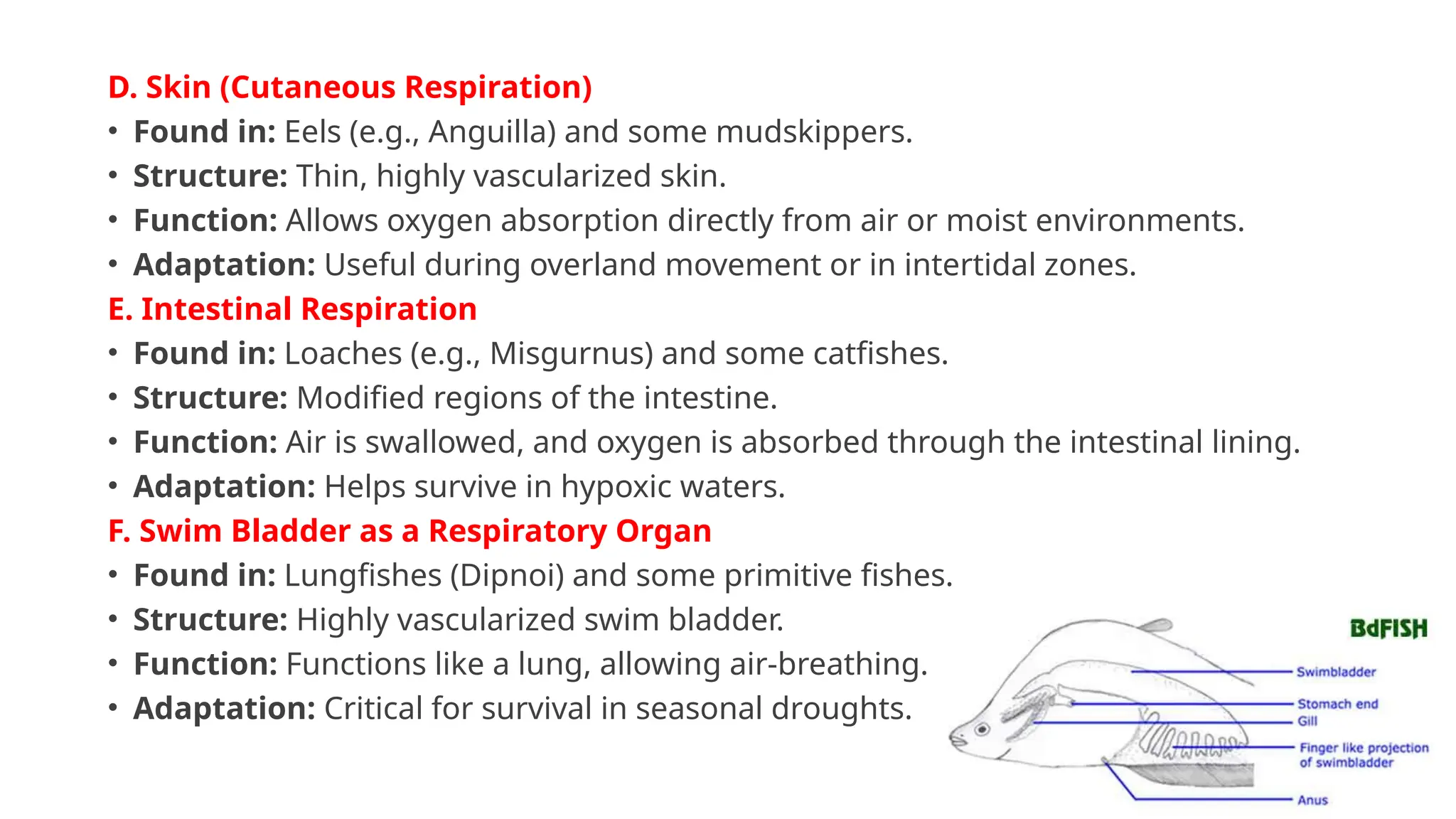 accessory respiratory organ in fish notes Accessory Respiratory organs in fishes. ppt