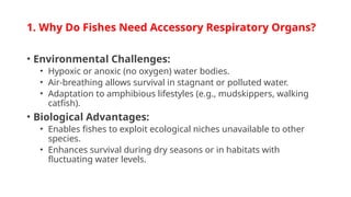 accessory respiratory organs in fishes conclusion Accessory Respiratory organs in fishes. ppt
