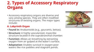 Accessory Respiratory organs in fishes. ppt | PPTX