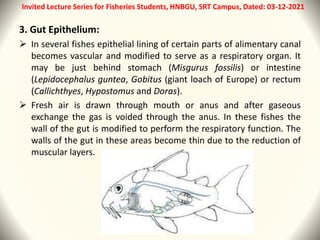3. Gut Epithelium:
 In several fishes epithelial lining of certain parts of alimentary canal
becomes vascular and modifie...