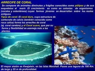 ARRECIFE DEARRECIFE DE CORALCORAL
Se compone de animales diminutos y frágiles conocidos comoSe compone de animales diminutos y frágiles conocidos como pólipospólipos y de susy de sus
esqueletos al morir. Elesqueletos al morir. El crecimiento es como en colonias de organismoscrecimiento es como en colonias de organismos
(corales y celentéreos) cuyas formas jóvenes se desarrollan sobre los restos(corales y celentéreos) cuyas formas jóvenes se desarrollan sobre los restos
antiguosantiguos
Tipos de coralTipos de coral:: ElEl coral durocoral duro, cuya estructura de, cuya estructura de
carbonato de calcio (también conocido comocarbonato de calcio (también conocido como
roca caliza) forma los arrecifes de coralroca caliza) forma los arrecifes de coral
(ej. coral cerebro) y(ej. coral cerebro) y el Coral suaveel Coral suave, que por su, que por su
forma y flexibilidad se asemeja más a lasforma y flexibilidad se asemeja más a las
plantas.plantas.
El mayor atolón es Kwajalein, en las Islas Marshall. Posee una laguna de 100 Km.El mayor atolón es Kwajalein, en las Islas Marshall. Posee una laguna de 100 Km.
de largo y 55 m de profundidad.de largo y 55 m de profundidad.
 