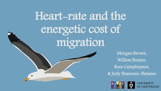 Heart-rate and the
energetic cost of
migration
Morgan Brown,
Willem Bouten,
Kees Camphuysen,
& Judy Shamoun-Baranes
 