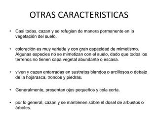 OTRAS CARACTERISTICAS
• Casi todas, cazan y se refugian de manera permanente en la
vegetación del suelo.
• coloración es muy variada y con gran capacidad de mimetismo.
Algunas especies no se mimetizan con el suelo, dado que todos los
terrenos no tienen capa vegetal abundante o escasa.
• viven y cazan enterradas en sustratos blandos o arcillosos o debajo
de la hojarasca, troncos y piedras.

• Generalmente, presentan ojos pequeños y cola corta.
• por lo general, cazan y se mantienen sobre el dosel de arbustos o
árboles.

 