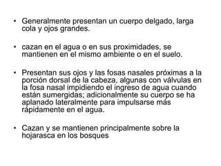 • Generalmente presentan un cuerpo delgado, larga
cola y ojos grandes.
• cazan en el agua o en sus proximidades, se
mantienen en el mismo ambiente o en el suelo.
• Presentan sus ojos y las fosas nasales próximas a la
porción dorsal de la cabeza, algunas con válvulas en
la fosa nasal impidiendo el ingreso de agua cuando
están sumergidas; adicionalmente su cuerpo se ha
aplanado lateralmente para impulsarse más
rápidamente en el agua.
• Cazan y se mantienen principalmente sobre la
hojarasca en los bosques

 