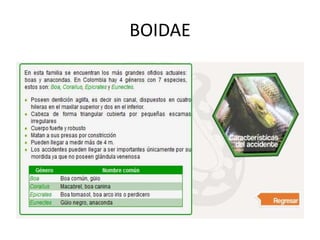 BOIDAE

 