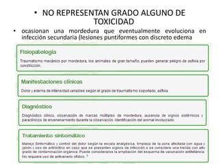 • NO REPRESENTAN GRADO ALGUNO DE
TOXICIDAD
• ocasionan una mordedura que eventualmente evoluciona en
infección secundaria (lesiones puntiformes con discreto edema

 