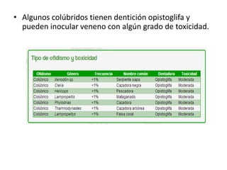 • Algunos colúbridos tienen dentición opistoglifa y
pueden inocular veneno con algún grado de toxicidad.

 