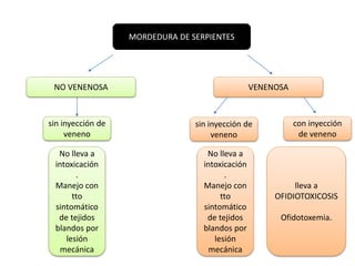 MORDEDURA DE SERPIENTES

NO VENENOSA

VENENOSA

sin inyección de
veneno

sin inyección de
veneno

No lleva a
intoxicación
.
Manejo con
tto
sintomático
de tejidos
blandos por
lesión
mecánica

No lleva a
intoxicación
.
Manejo con
tto
sintomático
de tejidos
blandos por
lesión
mecánica

con inyección
de veneno

lleva a
OFIDIOTOXICOSIS
Ofidotoxemia.

 