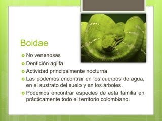 Boidae
 No venenosas
 Dentición aglifa
 Actividad principalmente nocturna
 Las podemos encontrar en los cuerpos de agu...