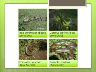 Boa constrictor (Boa o
petacona)
Epicrates cenchria
(Boa Arcoiris)
Eunectes murinus
(Anaconda)
Corallus caninus (Boa
esmer...