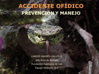 ACCIDENTE OFÍDICO
PREVENCIÓN Y MANEJO

CARLOS ANDRÉS GALVIS R.
Jefe Área de Biología
Fundación Zoológica de Cali

Equipo Ofidismo HUV

 