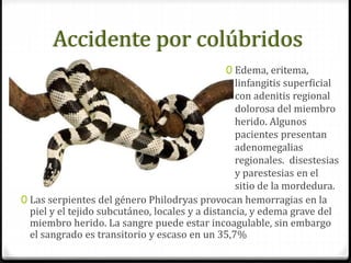 Accidente por colúbridos
0 Las serpientes del género Philodryas provocan hemorragias en la
piel y el tejido subcutáneo, locales y a distancia, y edema grave del
miembro herido. La sangre puede estar incoagulable, sin embargo
el sangrado es transitorio y escaso en un 35,7%
0 Edema, eritema,
linfangitis superficial
con adenitis regional
dolorosa del miembro
herido. Algunos
pacientes presentan
adenomegalias
regionales. disestesias
y parestesias en el
sitio de la mordedura.
 