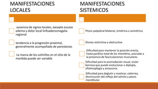 MANIFESTACIONES
LOCALES
ausencia de signos locales, excepto escaso
edema y dolor local linfoadenomegalia
regional
tendencia a la progresión proximal,
generalmente acompañado de parestesias
La marca de los colmillos en el sitio de la
mordida puede ser variable
MANIFESTACIONES
SISTEMICOS
Ptosis palpebral bilateral, simétrica o asimétrica
Disnea restrictiva y obstructiva
Dificultad para mantener la posición erecta,
hasta parálisis total de los miembros, asociada a
la presencia de fasciculaciones musculares.
Dificultad para la acomodación visual, visión
borrosa que puede evolucionar a diplopía,
oftalmoplegía y anisocoria.
Dificultad para deglutir y masticar, sialorrea,
disminución del reflejo del vómito y ptosis
mandibular.
 
