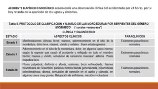 ACCIDENTE ELAPÍDICO O MICRÚRICO. recomienda una observación clínica del accidentado por 24 horas, por si
hay retardo en la aparición de los signos y síntomas.
 