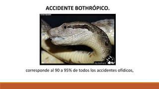 ACCIDENTE BOTHRÓPICO.
corresponde al 90 a 95% de todos los accidentes ofídicos,
 