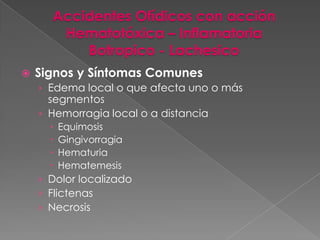 Accidentes Ofídicos con acción
Hematotóxica – Inflamatoria
Botropico - Lachesico


Signos y Síntomas Comunes
› Edema local o que afecta uno o más

segmentos
› Hemorragia local o a distancia





Equimosis
Gingivorragia
Hematuria
Hematemesis

› Dolor localizado
› Flictenas
› Necrosis

 