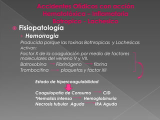 

Fisiopatología
› Hemorragia
Producida porque las toxinas Bothropicas y Lachesicas
Activan:

Factor X de la coagulación por medio de factores
moleculares del veneno V y VII.
Batroxobina
Fibrinógeno
fibrina
Trombocitina
plaquetas y factor XII
Estado de hipercoagulabilidad
Coagulopatía de Consumo
CID
*Hemolisis intensa
Hemoglobinuria
Necrosis tubular Aguda
IRA Aguda

 