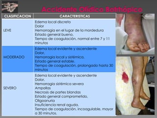 CLASIFICACION

LEVE

MODERADO

SEVERO

CARACTERISTICAS
Edema local discreto
Dolor
Hemorragia en el lugar de la mordedura
Estado general bueno.
Tiempo de coagulación, normal entre 7 y 11
minutos
Edema local evidente y ascendente
Dolor,
Hemorragia local y sistémica,
Estado general estable.
Tiempo de coagulación, prolongado hasta 30
minutos
Edema local evidente y ascendente
Dolor,
Hemorragia sistémica severa
Ampollas
Necrosis de partes blandas
Estado general comprometido,
Oligoanuria
Insuficiencia renal aguda.
Tiempo de coagulación, incoagulable, mayor
a 30 minutos.

 