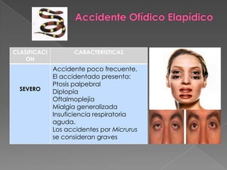 CLASIFICACI
ON

SEVERO

CARACTERISTICAS

Accidente poco frecuente,
El accidentado presenta:
Ptosis palpebral
Diplopía
Oftalmoplejía
Mialgia generalizada
Insuficiencia respiratoria
aguda.
Los accidentes por Micrurus
se consideran graves

 