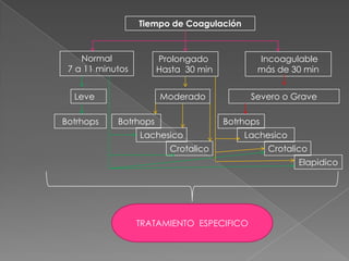 Tiempo de Coagulación

Normal
7 a 11 minutos

Prolongado
Hasta 30 min

Leve
Botrhops

Incoagulable
más de 30 min

Moderado
Botrhops

Severo o Grave
Botrhops

Lachesico

Lachesico

Crotalico

Crotalico
Elapidico

TRATAMIENTO ESPECIFICO

 