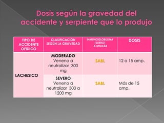 TIPO DE
ACCIDENTE
OFIDICO

LACHESICO

CLASIFICACIÓN
SEGÚN LA GRAVEDAD

MODERADO
Veneno a
neutralizar 300
mg
SEVERO
Veneno a
neutralizar 300 a
1200 mg

INMUNOGLOBULINA
(SUERO)
A UTILIZAR

DOSIS

SABL

12 a 15 amp.

SABL

Más de 15
amp.

 