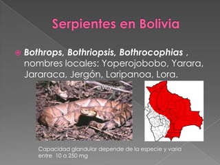 

Bothrops, Bothriopsis, Bothrocophias ,
nombres locales: Yoperojobobo, Yarara,
Jararaca, Jergón, Laripanoa, Lora.

INLASA

Capacidad glandular depende de la especie y varia
entre 10 a 250 mg

 