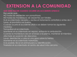 QUE DEBE HACER CUANDO OCURRE UN ACCIDENTE OFIDICO
Recuerde que:
NO todas las serpientes son ponzoñosas.
NO todas las mordeduras de serpientes son fatales.
SI el accidentado necesita y recibe el tratamiento antiofídico antes de 2
horas, el pronóstico es bueno.
Cuando ocurre el accidente ofídico se deben tomar las siguientes
medidas:
Tranquilizar el accidentado.
Mantener el accidentado en reposo, evitando la ambulación.
Cuando la mordedura sea en el brazo o la pierna, mantener el miembro
afectado en posición de descanso.
Lavar, desinfectar y colocar una gasa sobre la herida.
Mantener el accidentado hidratado.
Si es posible, llevar el animal para su identificación.
Trasladar el accidentado al centro de salud más cercano.

 