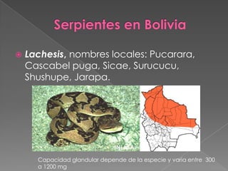 

Lachesis, nombres locales: Pucarara,
Cascabel puga, Sicae, Surucucu,
Shushupe, Jarapa.

INLASA
Capacidad glandular depende de la especie y varia entre 300
a 1200 mg

 