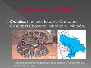 

Crotalus, nombres locales: Cascabel ,
Cascabel Chonono, Mboi chini, Viborón.

INLASA
Capacidad glandular depende de la especie y varia entre 50
a más de 100 mg

 