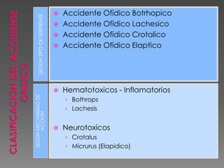 SEGÚN TIPO DE SERPIENTE


SEGÚN MECANISMO DE
ACCION



Accidente Ofídico Botrhopico
Accidente Ofídico Lachesico
Accidente Ofídico Crotalico
Accidente Ofídico Elaptico

Hematotoxicos - Inflamatorios





› Bothrops
› Lachesis



Neurotoxicos
› Crotalus
› Micrurus (Elapidico)

 