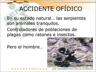 ACCIDENTE OFÍDICO En su estado natural… las serpientes son animales tranquilos. Controladores de poblaciones de plagas como ratones e insectos. Pero el hombre… 
