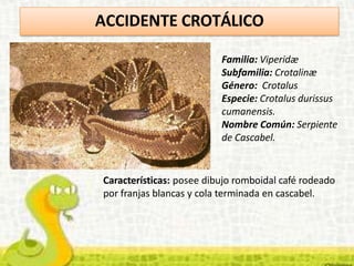 Familia: Viperidæ
Subfamilia: Crotalinæ
Género: Crotalus
Especie: Crotalus durissus
cumanensis.
Nombre Común: Serpiente
de Cascabel.
Características: posee dibujo romboidal café rodeado
por franjas blancas y cola terminada en cascabel.
ACCIDENTE CROTÁLICO
 