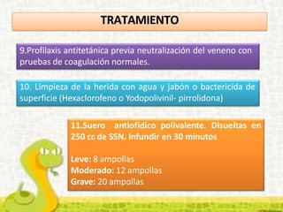 TRATAMIENTO
9.Profilaxis antitetánica previa neutralización del veneno con
pruebas de coagulación normales.
10. Limpieza de la herida con agua y jabón o bactericida de
superficie (Hexaclorofeno o Yodopolivinil- pirrolidona)
11.Suero antiofídico polivalente. Disueltas en
250 cc de SSN. Infundir en 30 minutos
Leve: 8 ampollas
Moderado: 12 ampollas
Grave: 20 ampollas
 