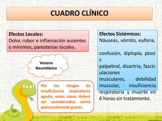 Efectos Sistémicos:
Náuseas, vómito, euforia,
confusión, diplopía, ptosi
s
palpebral, disartria, fascic
ulaciones
musculares,
muscular,
debilidad
insuficiencia
respiratoria y muerte en
6 horas sin tratamiento.
Efectos Locales:
Dolor, rubor e inflamación ausentes
o mínimos, parestesias locales.
Por los riesgos de
insuficiencia respiratoria
aguda, estos casos deben
ser considerados como
potencialmente graves.
CUADRO CLÍNICO
Veneno
Neurotóxico
 