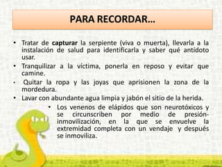 • Tratar de capturar la serpiente (viva o muerta), llevarla a la
instalación de salud para identificarla y saber qué antídoto
usar.
• Tranquilizar a la víctima, ponerla en reposo y evitar que
camine.
• Quitar la ropa y las joyas que aprisionen la zona de la
mordedura.
• Lavar con abundante agua limpia y jabón el sitio de la herida.
• Los venenos de elápidos que son neurotóxicos y
se circunscriben por medio de presión-
inmovilización, en la que se envuelve la
extremidad completa con un vendaje y después
se inmoviliza.
PARA RECORDAR…
 