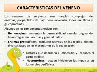 CARACTERISTICAS DEL VENENO
Los venenos de serpiente son mezclas complejas de
enzimas, polipéptidos de bajo peso molecular, iones metálicos y
glucoproteínas.
Algunos de los componentes nocivos son:
• Hemorraginas: aumentan la permeabilidad vascular originando
hemorragias circunscritas y generalizadas.
• Enzimas proteolíticas: producen necrosis de los tejidos, alteran
diversas fases de los mecanismos de la coagulación.
• Factores que deprimen al miocardio y reducen el
gasto cardiaco.
• Neurotoxinas: actúan inhibiendo los impulsos en
los nervios periféricos.
 