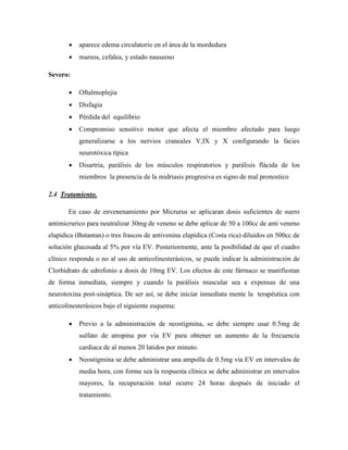    aparece edema circulatorio en el área de la mordedura
          mareos, cefalea, y estado nauseoso

Severo:

          Oftalmoplejia
          Disfagia
          Pérdida del equilibrio
          Compromiso sensitivo motor que afecta el miembro afectado para luego
           generalizarse a los nervios craneales V,IX y X configurando la facies
           neurotóxica típica
          Disartria, parálisis de los músculos respiratorios y parálisis flácida de los
           miembros la presencia de la midriasis progresiva es signo de mal pronostico

2.4 Tratamiento.

       En caso de envenenamiento por Micrurus se aplicaran dosis suficientes de suero
antimicrurico para neutralizar 30mg de veneno se debe aplicar de 50 a 100cc de anti veneno
elapídica (Butantan) o tres frascos de antivenina elapídica (Costa rica) diluidos en 500cc de
solución glucosada al 5% por vía EV. Posteriormente, ante la posibilidad de que el cuadro
clínico responda o no al uso de anticolinesterásicos, se puede indicar la administración de
Clorhidrato de edrofonio a dosis de 10mg EV. Los efectos de este fármaco se manifiestan
de forma inmediata, siempre y cuando la parálisis muscular sea a expensas de una
neurotoxina post-sináptica. De ser así, se debe iniciar inmediata mente la terapéutica con
anticolinesterásicos bajo el siguiente esquema:

          Previo a la administración de neostigmina, se debe siempre usar 0.5mg de
           sulfato de atropina por vía EV para obtener un aumento de la frecuencia
           cardiaca de al menos 20 latidos por minuto.
          Neostigmina se debe administrar una ampolla de 0.5mg vía EV en intervalos de
           media hora, con forme sea la respuesta clínica se debe administrar en intervalos
           mayores, la recuperación total ocurre 24 horas después de iniciado el
           tratamiento.
 