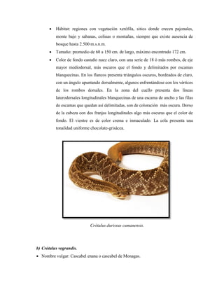    Hábitat: regiones con vegetación xerófila, sitios donde crecen pajonales,
           monte bajo y sabanas, colinas o montañas, siempre que existe ausencia de
           bosque hasta 2.500 m.s.n.m.
          Tamaño: promedio de 60 a 150 cm. de largo, máximo encontrado 172 cm.
          Color de fondo castaño nuez claro, con una serie de 18 ó más rombos, de eje
           mayor mediodorsal, más oscuros que el fondo y delimitados por escamas
           blanquecinas. En los flancos presenta triángulos oscuros, bordeados de claro,
           con un ángulo apuntando dorsalmente, algunos enfrentándose con los vértices
           de los rombos dorsales. En la zona del cuello presenta dos líneas
           laterodorsales longitudinales blanquecinas de una escama de ancho y las filas
           de escamas que quedan así delimitadas, son de coloración más oscura. Dorso
           de la cabeza con dos franjas longitudinales algo más oscuras que el color de
           fondo. El vientre es de color crema e inmaculado. La cola presenta una
           tonalidad uniforme chocolate-grisácea.




                              Crótalus durissus cumanensis.




b) Crótalus vegrandis.
 Nombre vulgar: Cascabel enana o cascabel de Monagas.
 