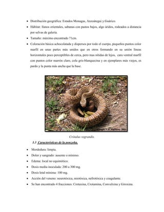  Distribución geográfica: Estados Monagas, Anzoátegui y Guárico.
 Hábitat: llanos orientales, sabanas con pastos bajos, algo áridos, rodeados a distancia
    por selvas de galería.
 Tamaño: máximo encontrado 71cm.
 Coloración básica achocolatada y dispersos por todo el cuerpo, pequeños puntos color
    marfil en unas partes más unidos que en otros formando en su unión líneas
    horizontales poco perceptibles de cerca, pero mas nítidas de lejos, cara ventral marfil
    con puntos color marrón claro, cola gris-blanquecina y en ejemplares más viejos, es
    pardo y la punta más ancha que la base.




                                  Crótalus vegrandis.
     3.3 Características de la ponzoña.

   Mordedura: limpia.
   Dolor y sangrado: ausente o mínimo.
   Edema: local no equimótico.
   Dosis media inoculada: 200 a 300 mg.
   Dosis letal mínima: 100 mg.
   Acción del veneno: neurotóxica, miotóxica, nefrotóxica y coagulante.
   Se han encontrado 4 fracciones: Crotaxina, Crotamina, Convulxina y Giroxina.
 