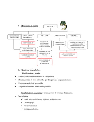 3.4 Mecanismo de acción.                      VENENO




HEMOLISIS POR     CROTAXINA Y              CROTAXINA              CONVULXINA          GIROXINA
FOSFOLIPASAS      CROTAMINA.

                                            BLOQUEO DE
                  MIOTOXICIDAD                                     AGREGANTE         DISMINUYE LOS NIVELES
                                            TRANSMISIÓN
                                                                  PLAQUETARIO            PLASMATICOS DE
                       O                   PRESINAPTICA
                                                                                     FIBRINOGENO HASTA LA
                                          NEUROMUSCULAR
                                                                                       INCOAGULABILIDAD.
                  MIOGLOBINURIA
                 HEMOGLOBINURIA
                                          AFECCION DE LOS
                                          PARES III, IV, V, VI,
                                                                          ALTERACIONES EN LA
                 NEFROTOXICIDAD               VIII y IX.
                                                                             COAGULACION
                     (I.R.A.)

                                          NEUROTOXICIDAD
                                             (PARALISIS
                                           RESPIRATORIA)




           3.5 Manifestaciones clínicas.
                 Manifestaciones locales.
           Edema que no compromete más de 2 segmentos.
           Dolor ausente o de poca intensidad que desaparece a los pocos minutos.
           Parestesias a nivel de la mordida.
           Sangrado mínimo sin necrosis ni equimosis.


                Manifestaciones sistémicas: 2 horas después de ocurrido el accidente.
          Neurológicas:
                 Ptosis palpebral bilateral, diplopía, visión borrosa.
                 Oftalmoplejía.
                 Fascie miasteníca.
                 Disfagia, sialorrea..
 