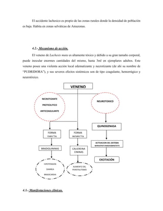 El accidente lachesico es propio de las zonas rurales donde la densidad de población
es baja. Habita en zonas selváticas de Amazonas.




       4.2.- Mecanismo de acción.

       El veneno de Lachesis muta es altamente tóxico y debido a su gran tamaño corporal,
puede inocular enormes cantidades del mismo, hasta 3ml en ejemplares adultos. Este
veneno posee una violenta acción local edematizante y necrotizante (de ahí su nombre de
“PUDRIDORA”), y sus severos efectos sistémicos son de tipo coagulante, hemorrágico y
neurotóxico.


                                    VENENO

                NECROTIZANTE
                                                         NEUROTOXICO
                PROTEOLITICO

               ANTICOAGULANTE

               HEMORRAGIC
                   O
                                                         QUINOGENASA

                    FORMA               FORMA
                    DIRECTA           INDIRECTA

                                                        ACTIVACION DEL SISTEMA
                                                       NERVIOSO PARASIMPATICO
               BRADIQUININAS          CALICREINA
                                       CININAS

                                                           EXCITACIÓN
                 HIPOTENSION                                 VAGAL
                                       AUMENTO DEL
                   DIARREA            PERISTALITISMO

                 BRADICARDIA




4.3.- Manifestaciones clínicas.
 