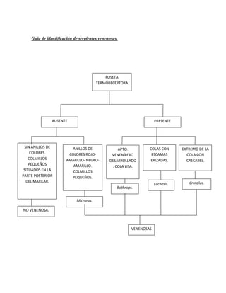 Guía de identificación de serpientes venenosas.




                                            FOSETA
                                        TERMORECEPTORA




               AUSENTE                                                PRESENTE




 SIN ANILLOS DE         ANILLOS DE                                COLAS CON       EXTREMO DE LA
                                                  APTO.
     COLORES.          COLORES ROJO-                               ESCAMAS          COLA CON
                                               VENENÍFERO
    COLMILLOS         AMARILLO- NEGRO-                            ERIZADAS.         CASCABEL.
                                              DESARROLLADO
    PEQUEÑOS             AMARILLO.             . COLA LISA.
 SITUADOS EN LA          COLMILLOS
PARTE POSTERIOR         PEQUEÑOS.
  DEL MAXILAR.                                                                       Crotalus.
                                                                      Lachesis.
                                                  Bothrops.


                            Micrurus.

NO VENENOSA.



                                                          VENENOSAS
 