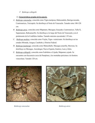  Bothrops schlegelii

    1.- Características propias de la especie.
A. Bothrops venezuelae, conocida como Tigra-mariposa, Rabocandela, Barriga-morada,
   Cuatronarices, Terciopelo. Se distribuye al Norte de Venezuela. Tamaño entre 100-120
   cm.
B. Bothrops atrox, conocida como Mapanare, Macagua, Guayado, Cuatronarices, Talla X,
   Sapamanare, Raboamarillo. Se distribuye a lo largo del Norte de Venezuela y en el
   piedemonte de la Cordillera Andina. Tamaño máximo encontrado 1.93 mts.
C. Bothrops medusa, conocida como Viejita, Tigra- veinticruato. Se distribuye en los
   estados Miranda, Aragua, Carabobo y Distrito Federal.
D. Bothrops lanshergii, conocida como Matacaballo, Macagua amarilla, Morrona. Se
   distribuye en Monagas, Anzoátegui, Nueva Esparta, Guárico, Lara y Zulia.
E. Bothrops schlegelii, conocida como Fudridora o Cejuda, Mapanare cejuda. Se
   encuentra con frecuencia cerca de Pamplona y las montañas próximas a la frontera
   venezolana. Tamaño 120 cm.




 Bothrosp venezuelae                                       Bothrosp atrox
 