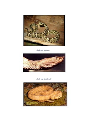 Bothrosp medusa




Bothrosp lanshergli
 