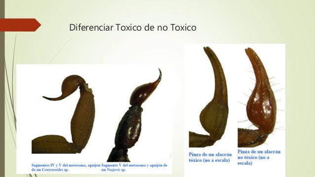 Seguridad Vial:  Protegete De Accidentes Causados Por Animales - 0memccq