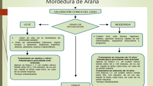 Seguridad Vial:  Protegete De Accidentes Causados Por Animales - x81mwox