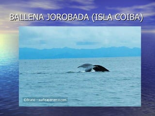 BALLENA JOROBADA (ISLA COIBA)