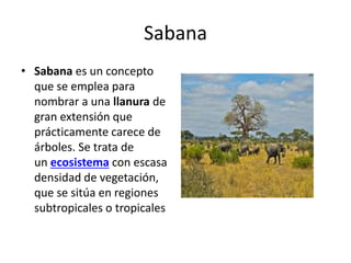 Sabana
• Sabana es un concepto
que se emplea para
nombrar a una llanura de
gran extensión que
prácticamente carece de
árboles. Se trata de
un ecosistema con escasa
densidad de vegetación,
que se sitúa en regiones
subtropicales o tropicales
 